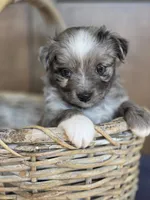 Pepe, a male Miniature Australian Shepherd for sale in Bethel Springs, TN – 2 of 4