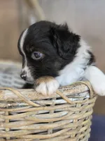 Scooter, a male Miniature Australian Shepherd for sale in Bethel Springs, TN – 6 of 7