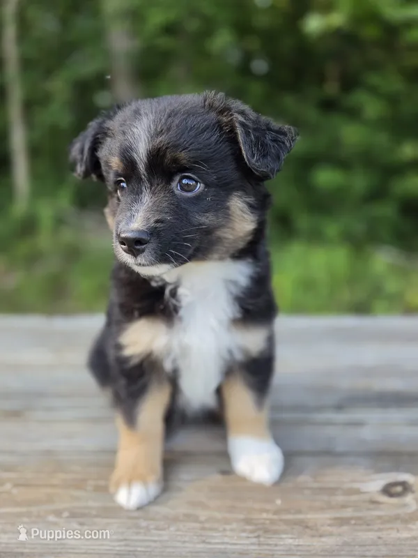 Camilla – Miniature Australian Shepherd puppy for sale in Bethel Springs, TN