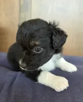 Kermit, a male Miniature Australian Shepherd for sale in Bethel Springs, TN – 3 of 4