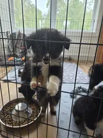 Scooter, a male Miniature Australian Shepherd for sale in Bethel Springs, TN – 4 of 5