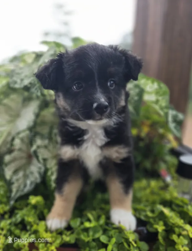 Camilla – Miniature Australian Shepherd puppy for sale in Bethel Springs, TN