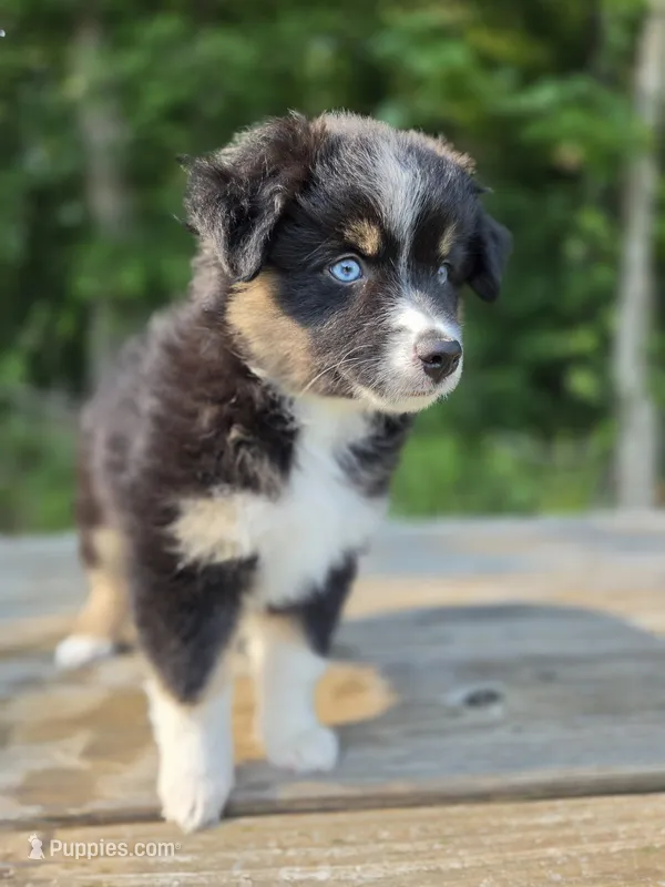 Miss Piggy – Miniature Australian Shepherd puppy for sale in Bethel Springs, TN