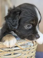 Scooter, a male Miniature Australian Shepherd for sale in Bethel Springs, TN – 3 of 7