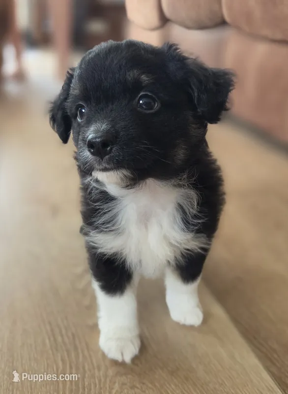 Kermit – Miniature Australian Shepherd puppy for sale in Bethel Springs, TN