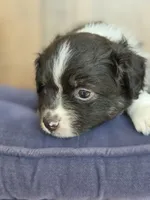 Scooter, a male Miniature Australian Shepherd for sale in Bethel Springs, TN – 2 of 7