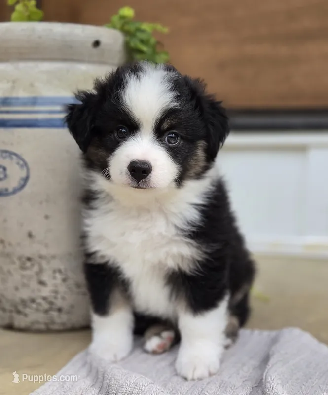Gonzo – Miniature Australian Shepherd puppy for sale in Bethel Springs, TN