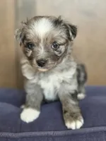 Pepe, a male Miniature Australian Shepherd for sale in Bethel Springs, TN – 4 of 4