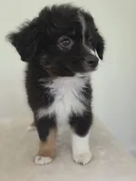 Scooter, a male Miniature Australian Shepherd for sale in Bethel Springs, TN – 3 of 5