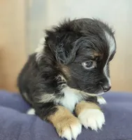 Camilla, a female Miniature Australian Shepherd for sale in Bethel Springs, TN – 5 of 6
