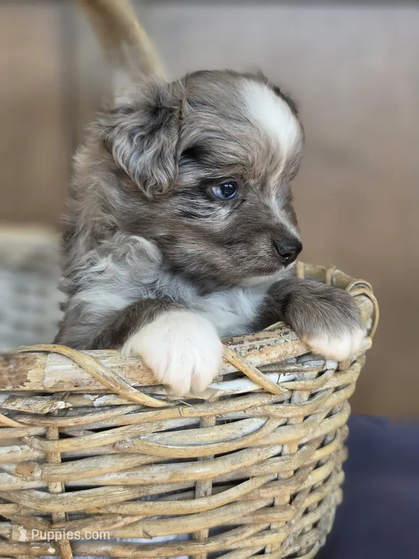 Pepe – Miniature Australian Shepherd puppy for sale in Bethel Springs, TN