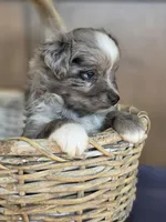 Pepe, a male Miniature Australian Shepherd for sale in Bethel Springs, TN – 1 of 4