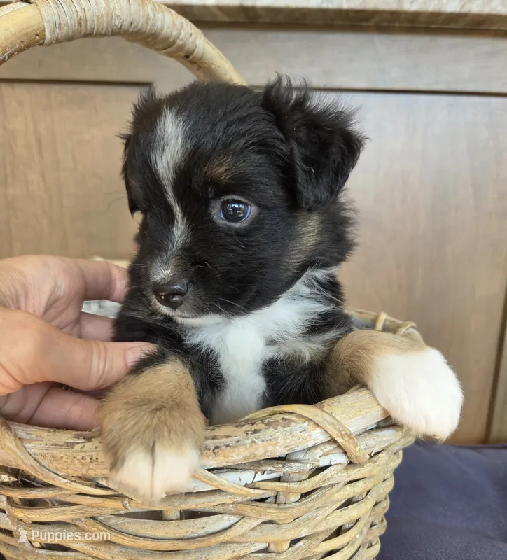 Camilla – Miniature Australian Shepherd puppy for sale in Bethel Springs, TN