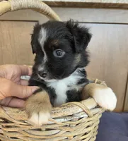 Camilla, a female Miniature Australian Shepherd for sale in Bethel Springs, TN – 1 of 6