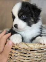 Gonzo, a male Miniature Australian Shepherd for sale in Bethel Springs, TN – 4 of 5