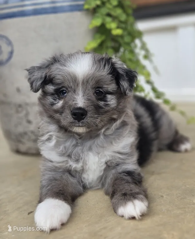 Pepe – Miniature Australian Shepherd puppy for sale in Bethel Springs, TN
