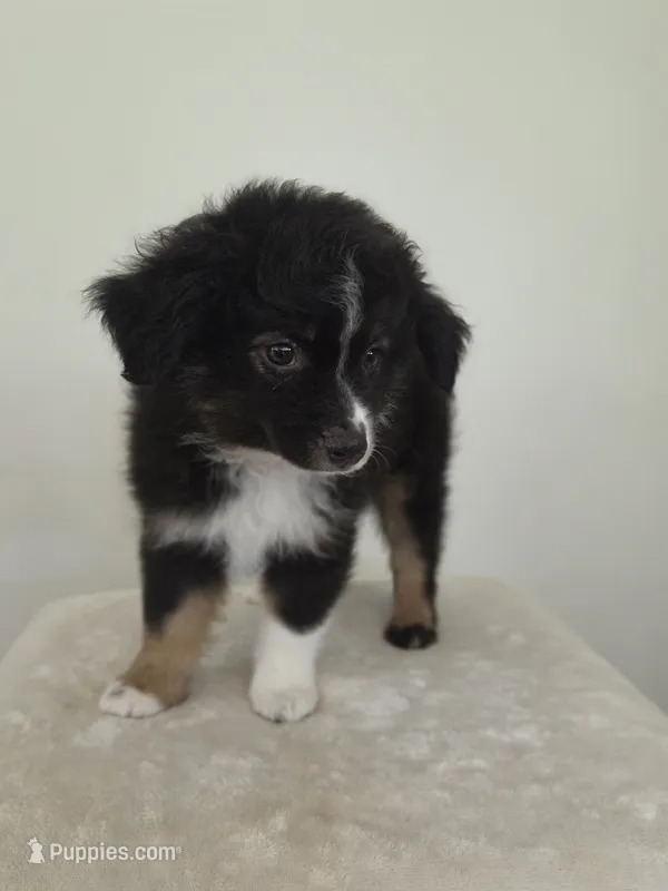 Scooter – Miniature Australian Shepherd puppy for sale in Bethel Springs, TN