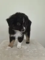 Scooter, a male Miniature Australian Shepherd for sale in Bethel Springs, TN – 1 of 5