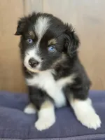 Miss Piggy, a female Miniature Australian Shepherd for sale in Bethel Springs, TN – 4 of 4