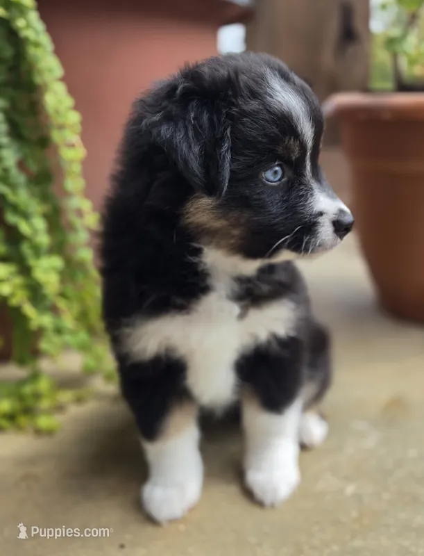 Miss Piggy – Miniature Australian Shepherd puppy for sale in Bethel Springs, TN