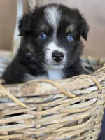 Miss Piggy, a female Miniature Australian Shepherd for sale in Bethel Springs, TN – 3 of 4