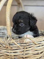 Kermit, a male Miniature Australian Shepherd for sale in Bethel Springs, TN – 4 of 4