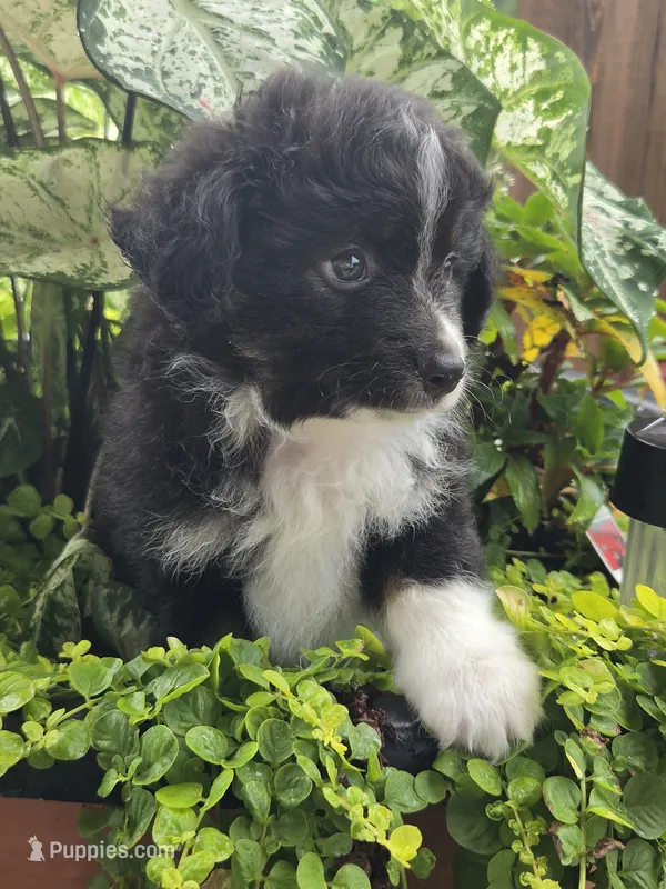 Scooter – Miniature Australian Shepherd puppy for sale in Bethel Springs, TN