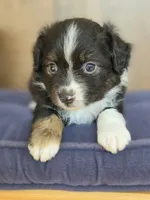 Scooter, a male Miniature Australian Shepherd for sale in Bethel Springs, TN – 4 of 7
