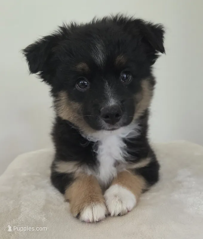 Camilla – Miniature Australian Shepherd puppy for sale in Bethel Springs, TN