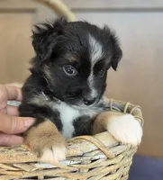 Camilla, a female Miniature Australian Shepherd for sale in Bethel Springs, TN – 4 of 6
