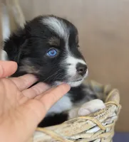 Miss Piggy, a female Miniature Australian Shepherd for sale in Bethel Springs, TN – 2 of 4