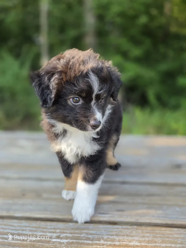 Scooter – Miniature Australian Shepherd puppy for sale in Bethel Springs, TN