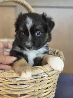 Camilla, a female Miniature Australian Shepherd for sale in Bethel Springs, TN – 6 of 6