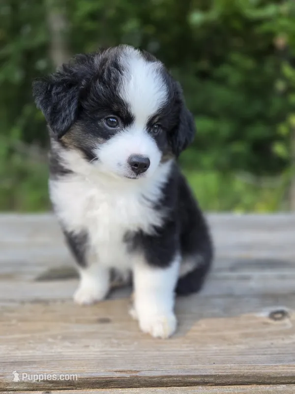 Gonzo – Miniature Australian Shepherd puppy for sale in Bethel Springs, TN