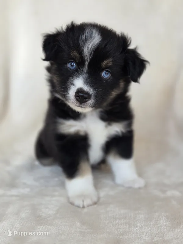 Miss Piggy – Miniature Australian Shepherd puppy for sale in Bethel Springs, TN