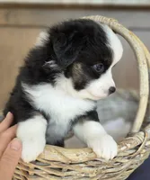 Gonzo, a male Miniature Australian Shepherd for sale in Bethel Springs, TN – 2 of 5