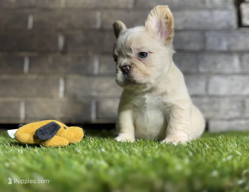 Jon snow, a male French Bulldog for sale in Hurt, VA – Photo 1 of 6