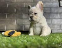 Jon snow, a male French Bulldog for sale in Hurt, VA – Photo 1 of 6