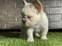 Jon snow, a male French Bulldog for sale in Hurt, VA – Photo 6 of 6