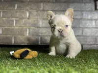 Jon snow, a male French Bulldog for sale in Hurt, VA – Photo 2 of 6