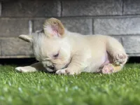 Jon snow, a male French Bulldog for sale in Hurt, VA – Photo 4 of 6