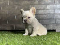 Jon snow, a male French Bulldog for sale in Hurt, VA – Photo 3 of 6