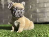 Spade, a male French Bulldog for sale in Hurt, VA – Photo 2 of 5