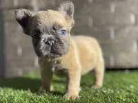 Spade, a male French Bulldog for sale in Hurt, VA – Photo 4 of 5