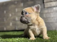 Spade, a male French Bulldog for sale in Hurt, VA – Photo 3 of 5