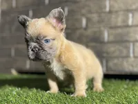 Spade, a male French Bulldog for sale in Hurt, VA – Photo 1 of 5