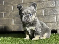 Cookie, a female French Bulldog for sale in Hurt, VA – Photo 5 of 5