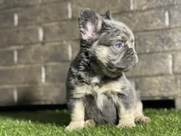 Cookie, a female French Bulldog for sale in Hurt, VA – Photo 4 of 5