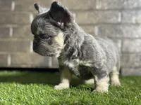 Cookie, a female French Bulldog for sale in Hurt, VA – Photo 2 of 5