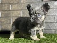 Cookie, a female French Bulldog for sale in Hurt, VA – Photo 1 of 5